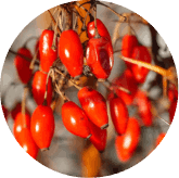 phytomemone™-ingredients-5
