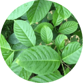 phytomemone™-ingredients-7