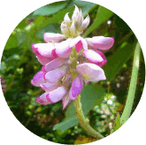 phytomemone™-ingredients-8