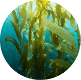phytomemone™-ingredients-3