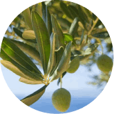 phytomemone™-ingredients-4
